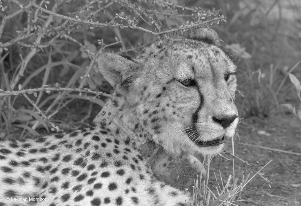 cheetah in black and white.