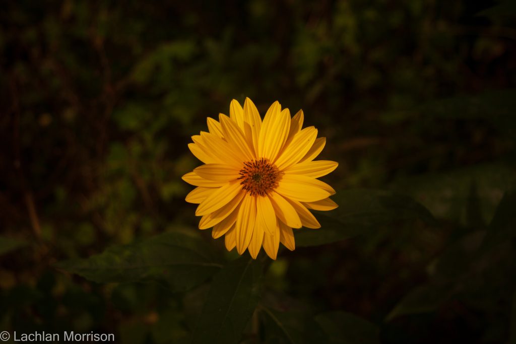 Tuscan Gold flower in Niagara region.