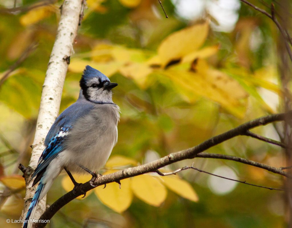Blue Jay at Cherry Hill Gate in Burlington, Ontario